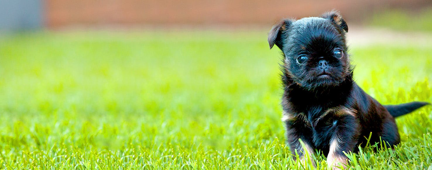 Dog Names Ending In Lyn Popular Male And Female Names Wag 